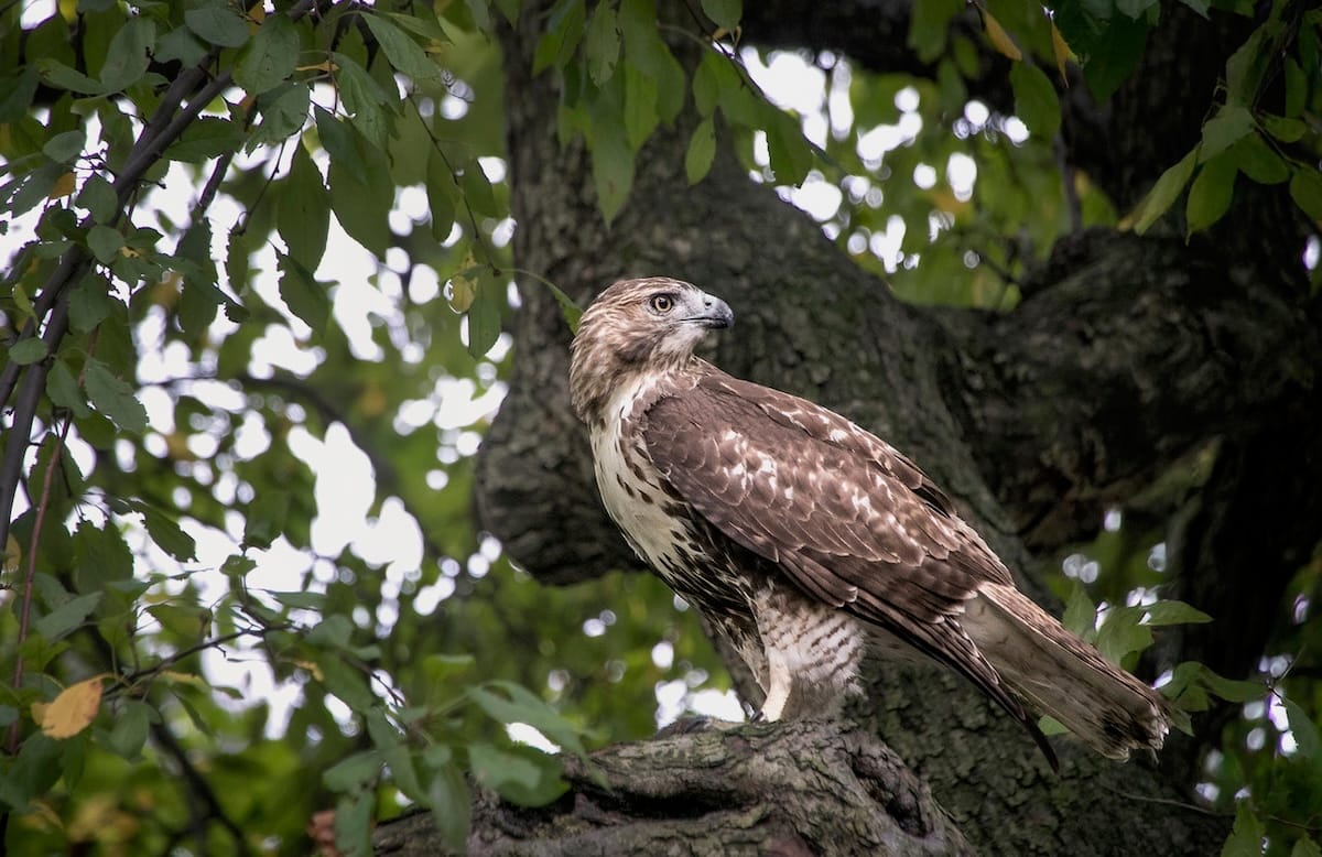 A white and brown hawk watches from a tree.