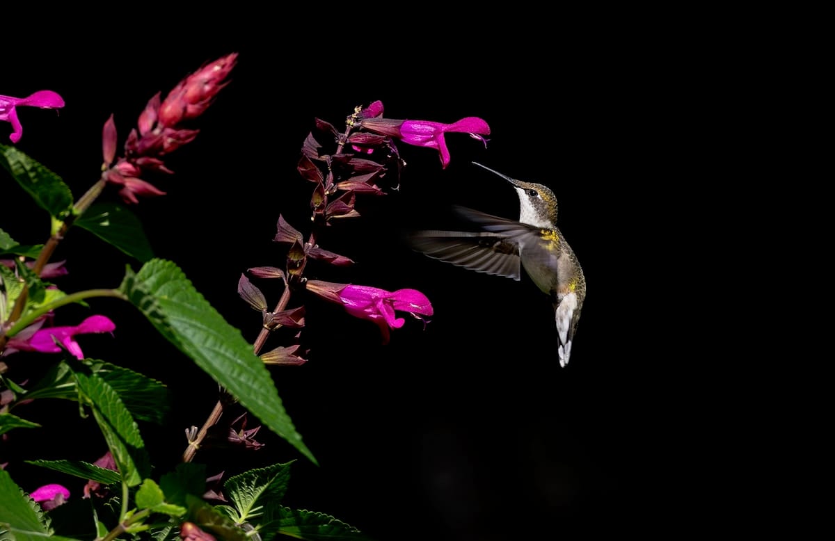 A hummingbird draws nectar from purple flowers.
