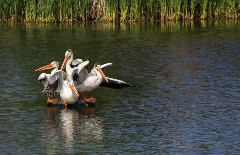 Four pelicans cluster together on a rock in the middle of a river.