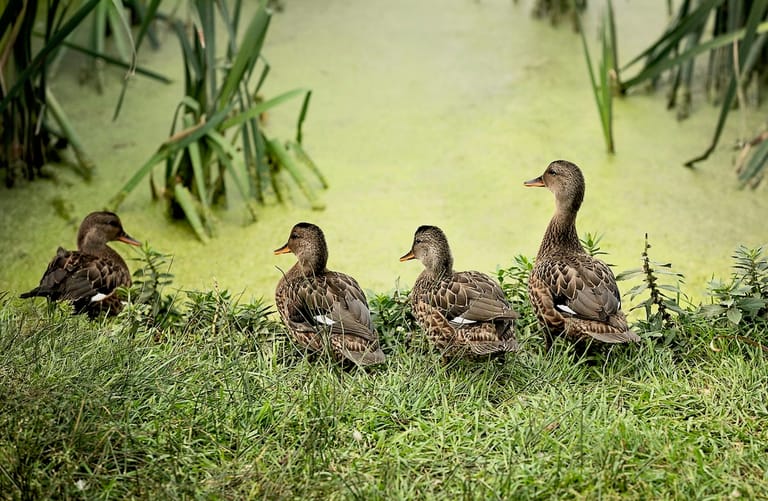 This is a photo of ducks in a mossy pond.